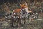 Foxes-Dog-Cat.jpg