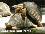 Schildkröten.png