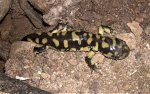 Colorado Salamander 2 MP.jpg