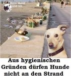 hund.jpg