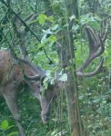 A-Hirsch im Bast Binstert.jpg