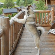 Jäger mit Hund