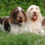 SpinoneItaliano