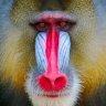 Mandrill