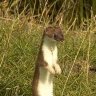 stoat